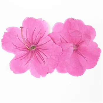 20pcs/2.5-3.5 cm,Loodus värvi Pressitud roosa-sakura Lilled,Reaalne Touch lille Kroonlehed,DIY Käsitöö kinkekaart,Flores Näo Kaunistamiseks