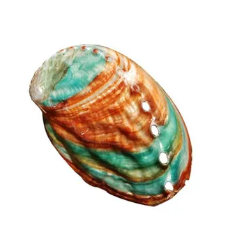 Abalone Shell Loomulik Conch Shell Kala Tank Maastiku Diy Käsitöö Materjali Maali Tuba Teenetemärgi Fotograafia Rekvisiidid