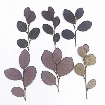 50tk Pressitud Kuivatatud Loropetalum Chinense Var.rubrum Lill Taimede Herbaarium Ehted Postkaart Kutse-Kaardi Järjehoidja DIY