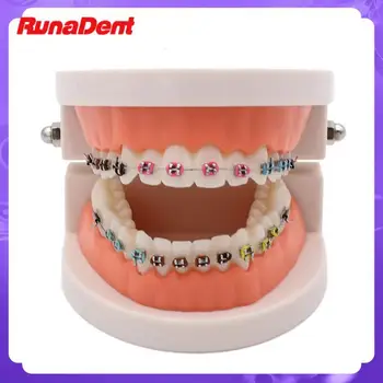 Hambaravi Standard Mudel Hammaste Ortodontiline Traksid Suunata Terasest Traat Põse Toru Dentisit Õpetamise Tutvustamise Vahend
