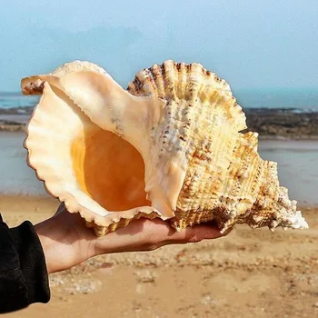 Suur-Mere Conch Shell 16-24cm Suur Conch Looduslikke Käsitöö Ehteid Shell Pulm Festival Partei Teenetemärgi Loominguline Kingitus Kaunistused